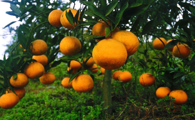 壮果期柑橘如何管理