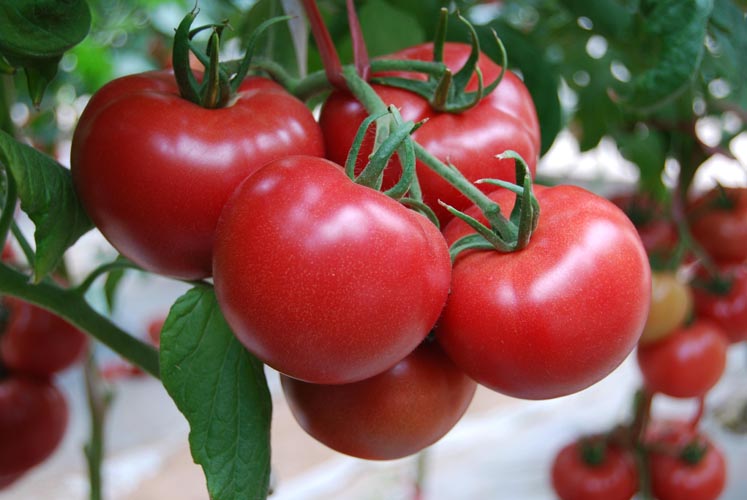 西红柿磷肥补充注意事项