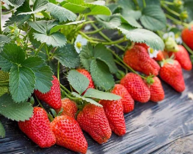 冬季草莓种植该如何避免僵化果？